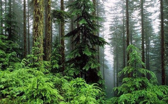 Лесопромышленный сектор снижает углеродный след промышленности Европы